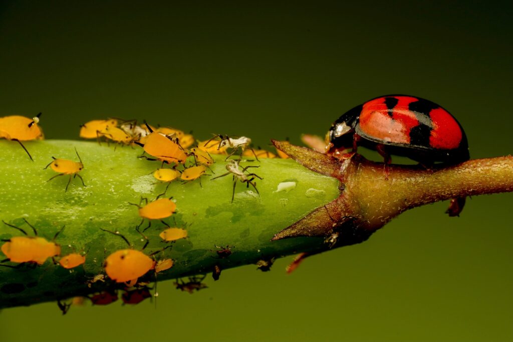 aphids